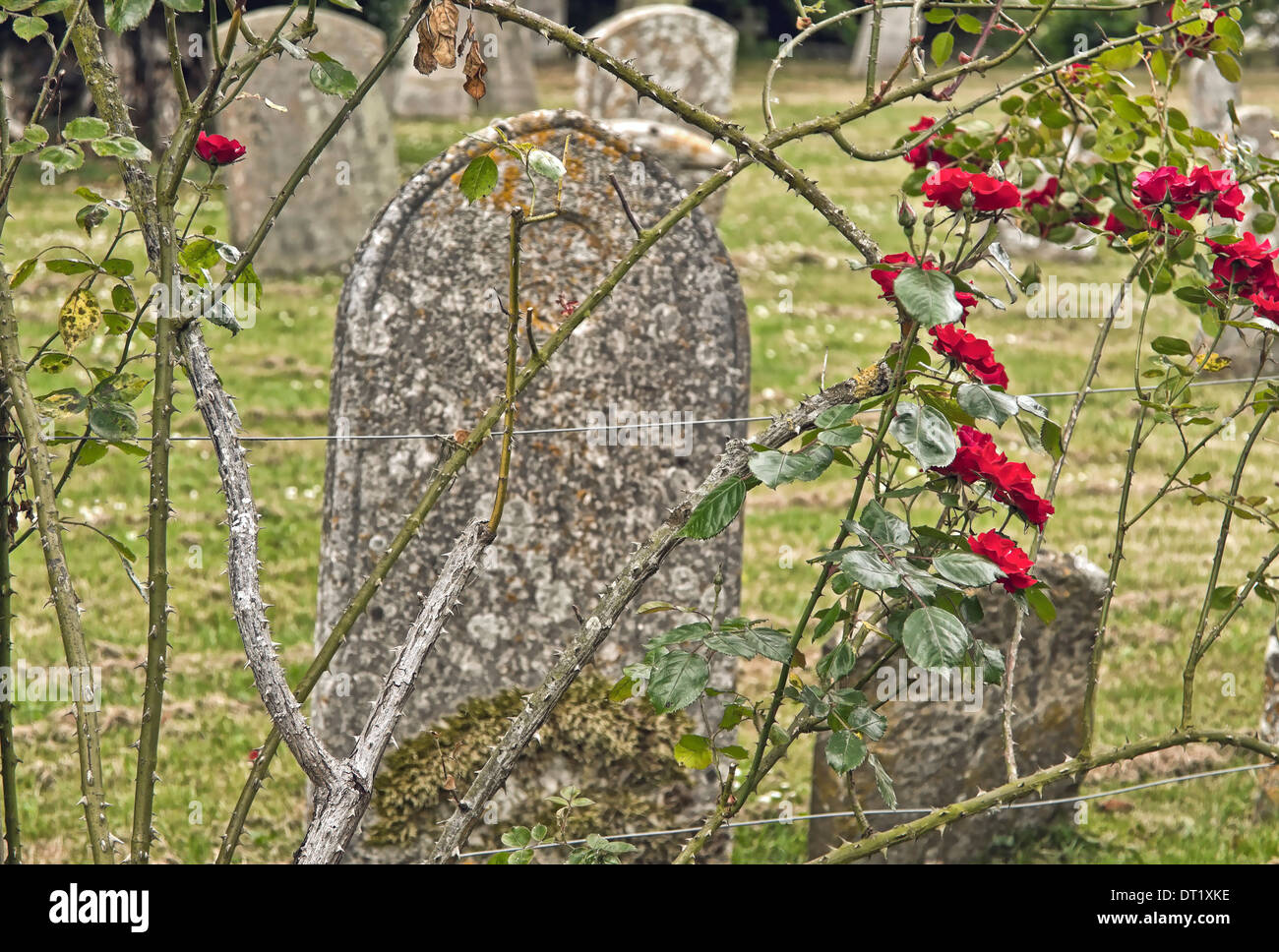 La floraison des roses dans le cimetière de l'abbaye de Dorchester, Oxfordshire, Angleterre, Grande-Bretagne. Banque D'Images