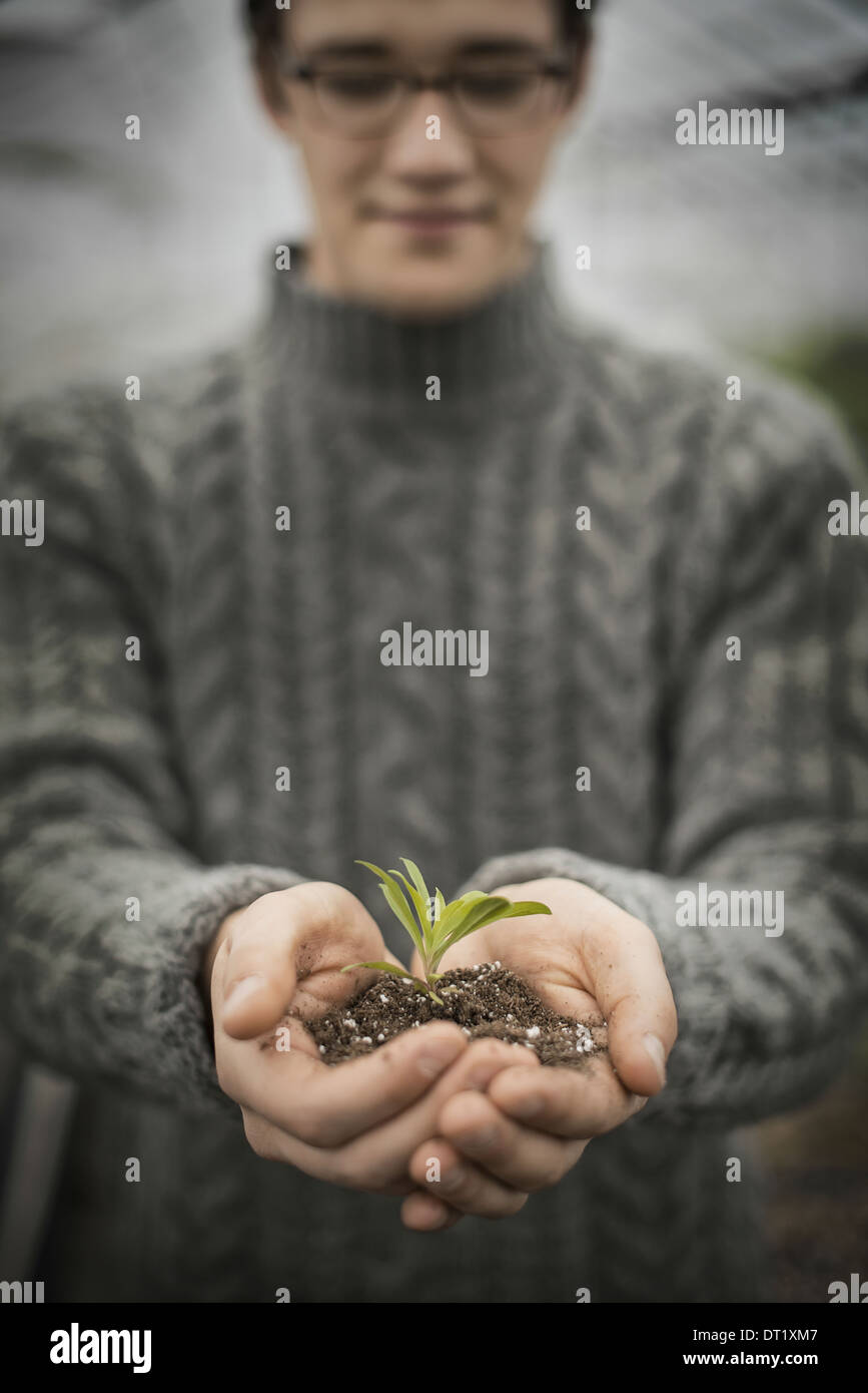 Une personne dans une serre commerciale tenant une petite plante dans son creux des mains des semis Banque D'Images
