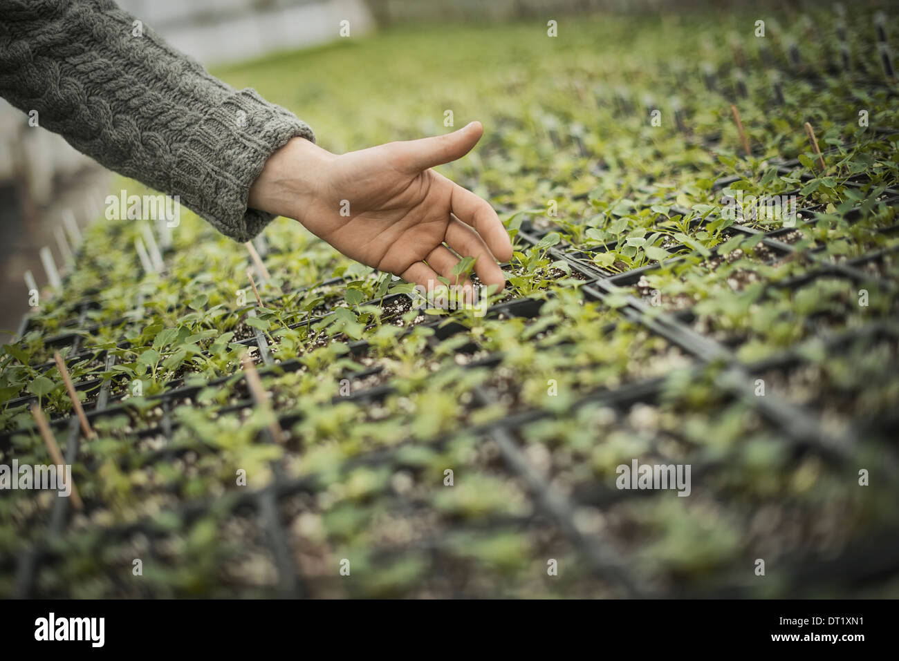 Les semis de printemps un homme tendant les plateaux de petits plants Banque D'Images