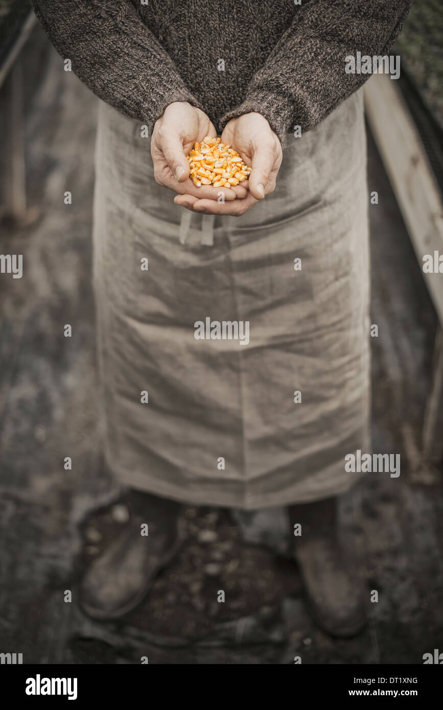 Les semis de printemps un homme tenant une poignée de graines de plantes dans son creux des mains Banque D'Images