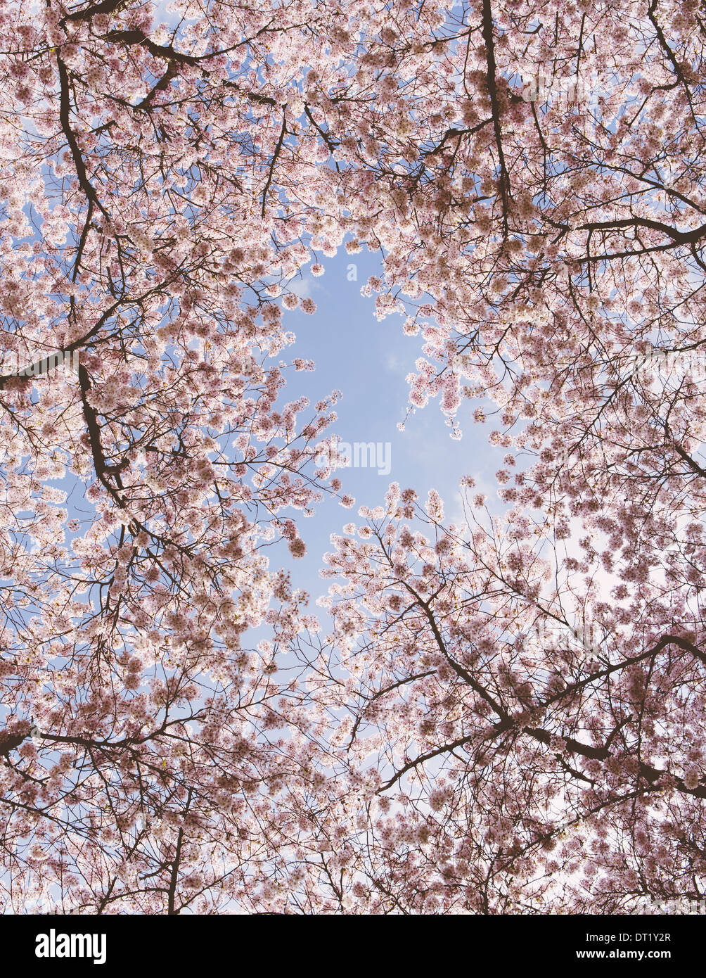 Rose mousseuse sur les cerisiers en fleurs de cerisiers au printemps dans l'état de Washington vue depuis le sol contre un ciel bleu Banque D'Images
