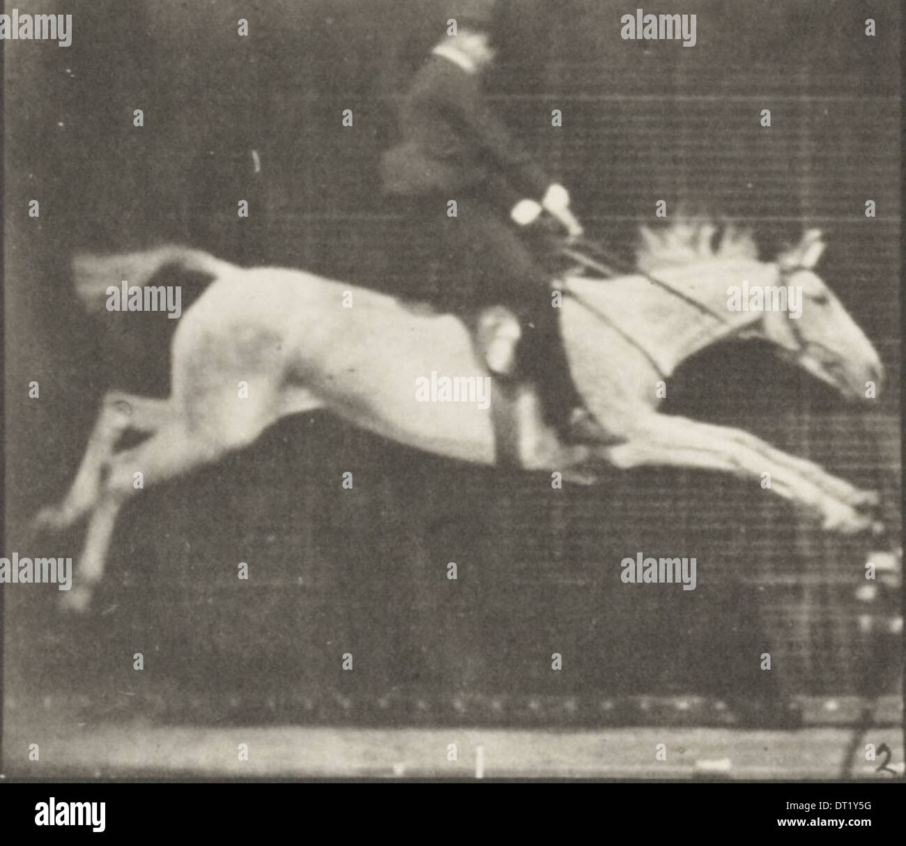 Photo Ancienne équestre - Saut à Cheval Années 50 - Jeune Homme Anglais - Vintage Décoration Murale