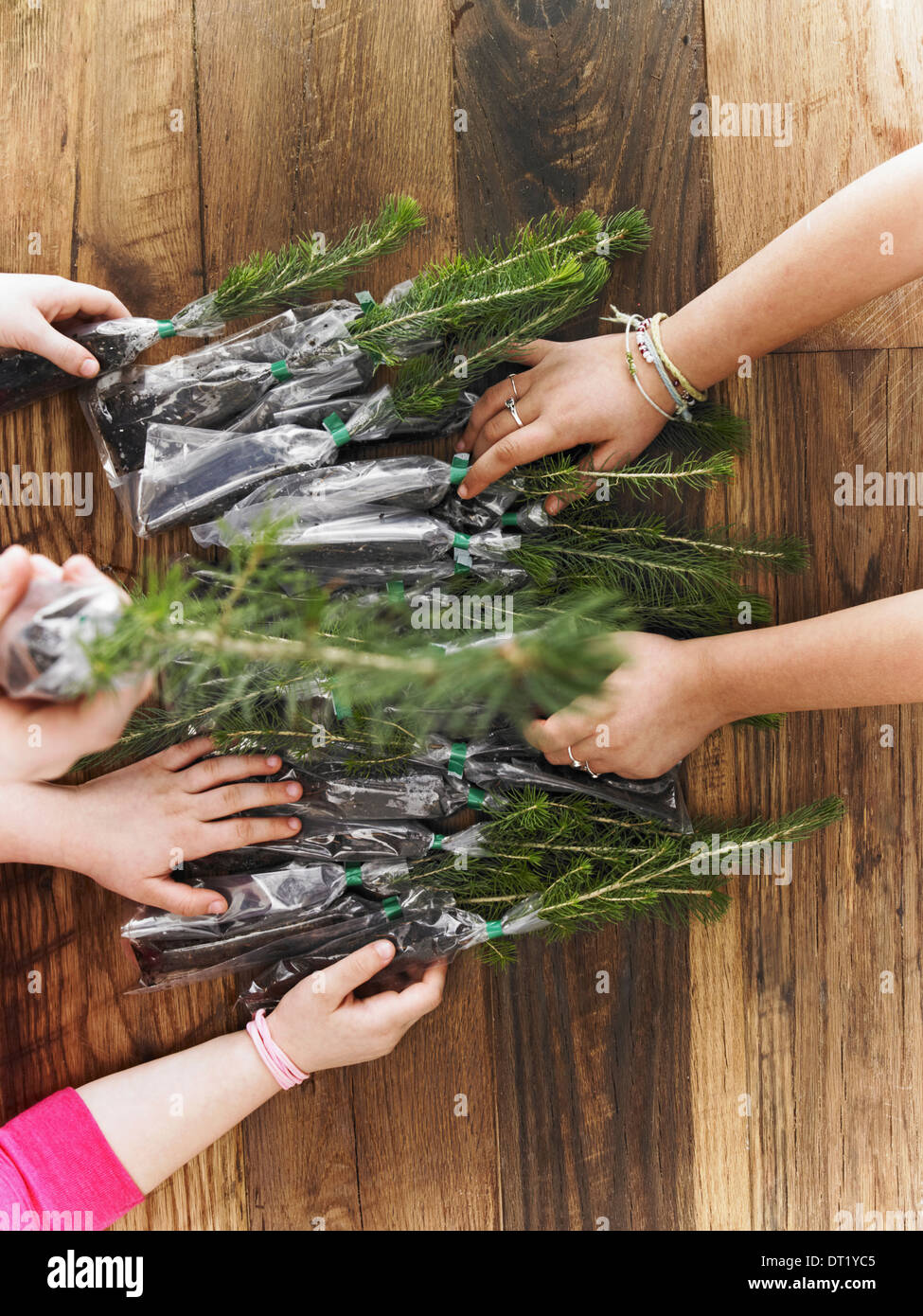 Rangées de petits semis evergreen fixées sur une table trois enfants classer Banque D'Images
