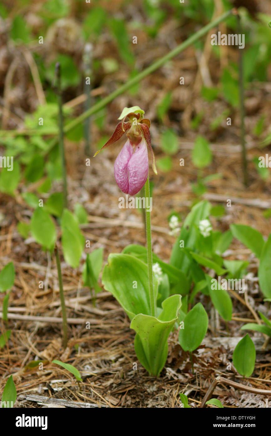 Pink Lady's Slipper (Cypripedium acaule) poussent à l'état sauvage dans le Maine Banque D'Images