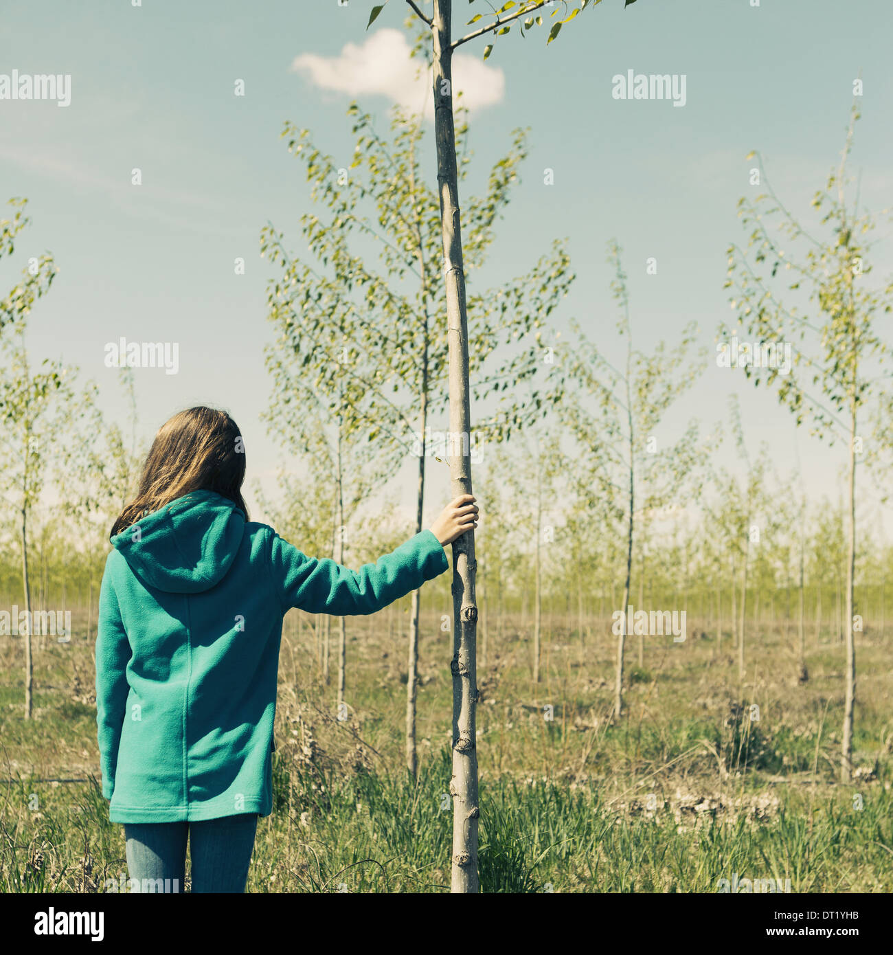 Dix ans, fille, debout à côté de peuplier cultivées commercialement sur grand arbre ferme près de Pendleton Oregon Banque D'Images