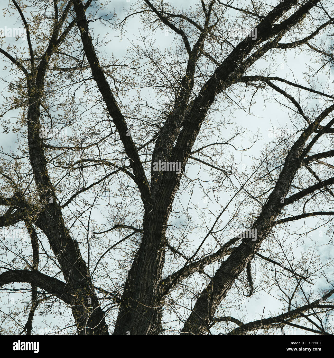 Les branches d'un orme matures tout comme les feuilles sont sortir de bud vu du dessous dans Walla Walla Oregon Banque D'Images
