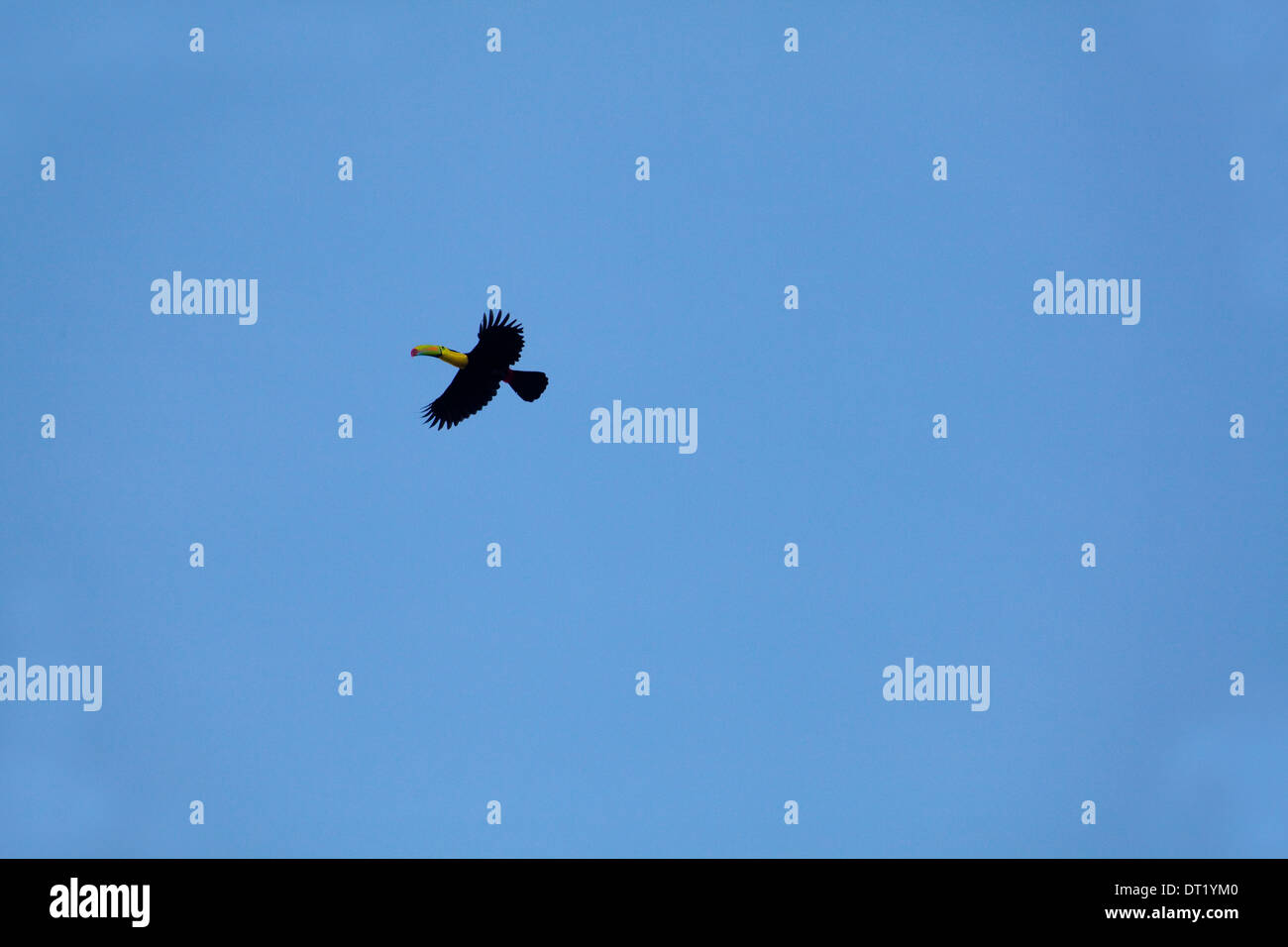 Keel-billed Toucan (Ramphastos sulfuratus). Vol. Costa Rica. L'Amérique centrale. Banque D'Images
