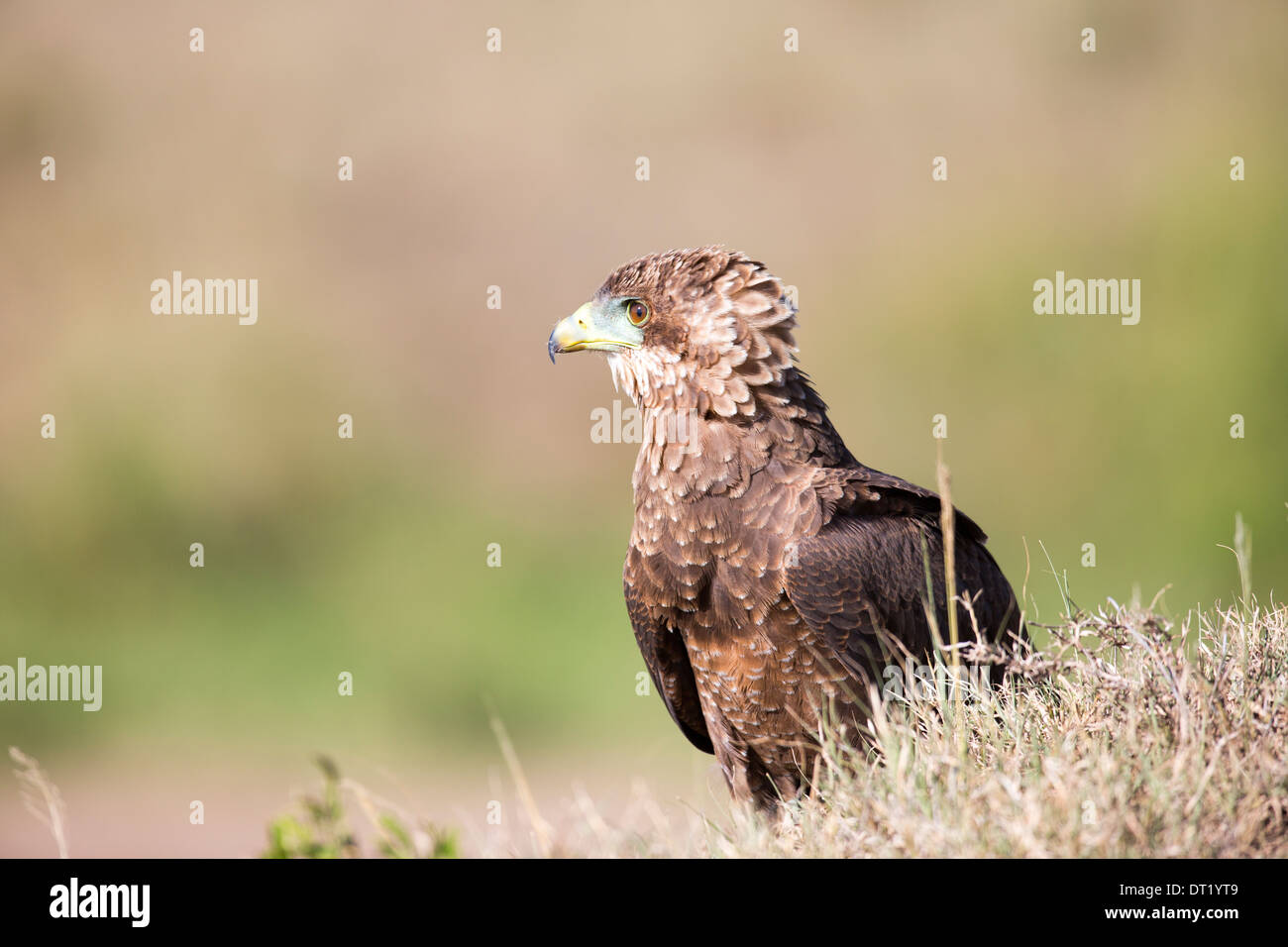 Image paysage d'un jeune aigle Bateleur (Terathopius ecaudatus ). Sur le côté, à la recherche dans la distance Banque D'Images