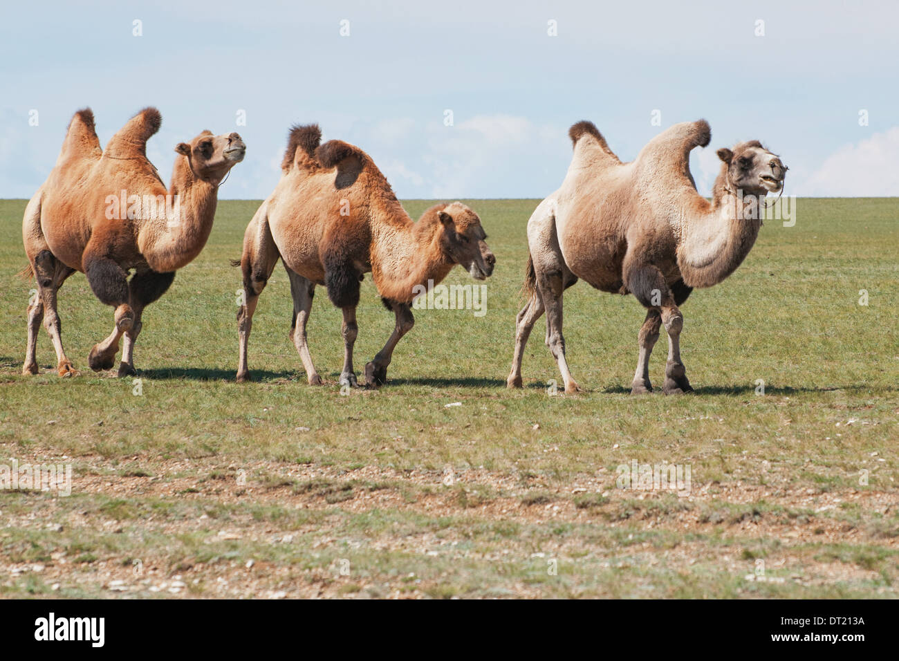 Trois chameaux dans la Mongolie Banque D'Images