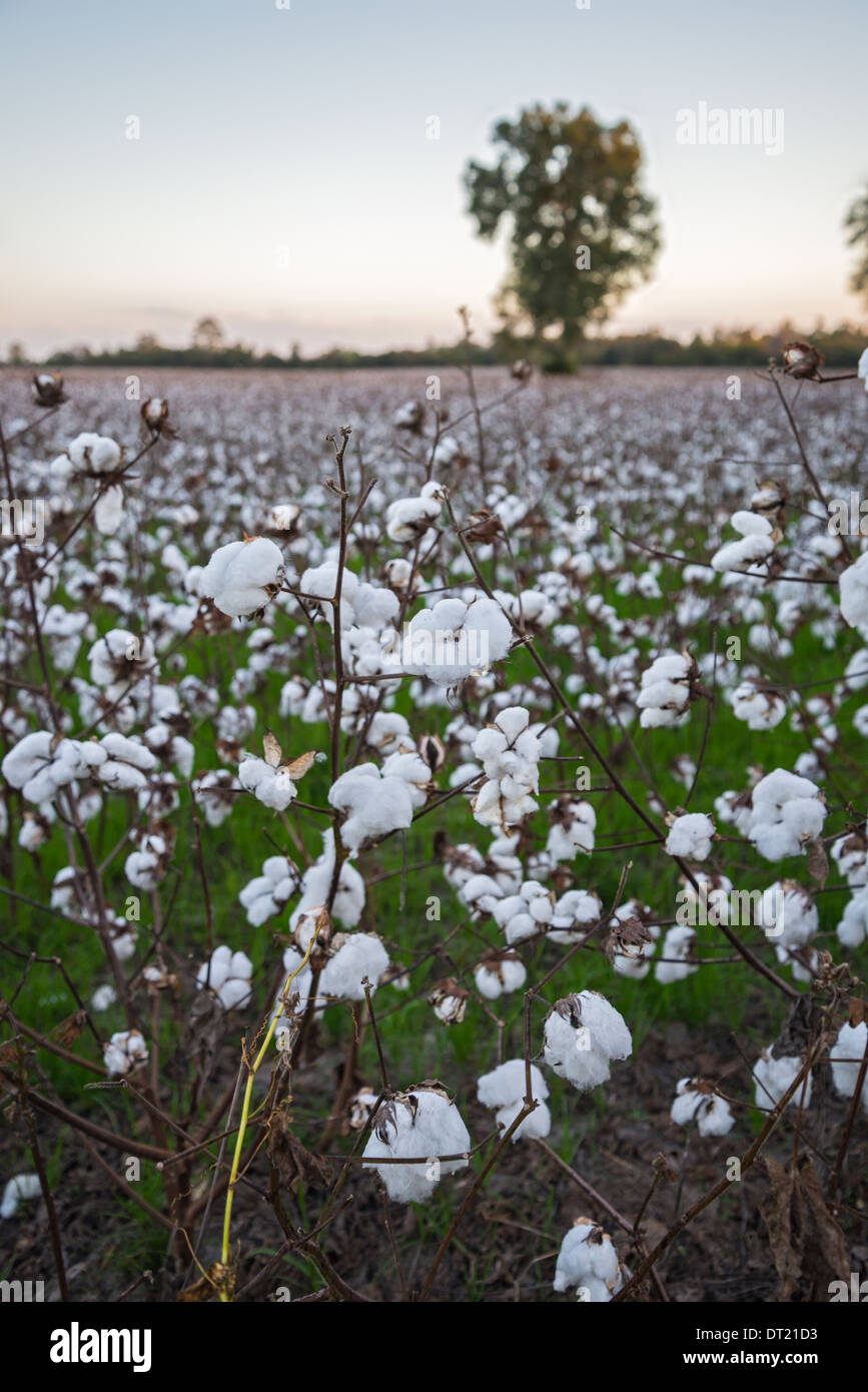 La culture du coton revient en Floride, comme ici dans le Nord de la Floride Ville de Fort Blanc. Banque D'Images