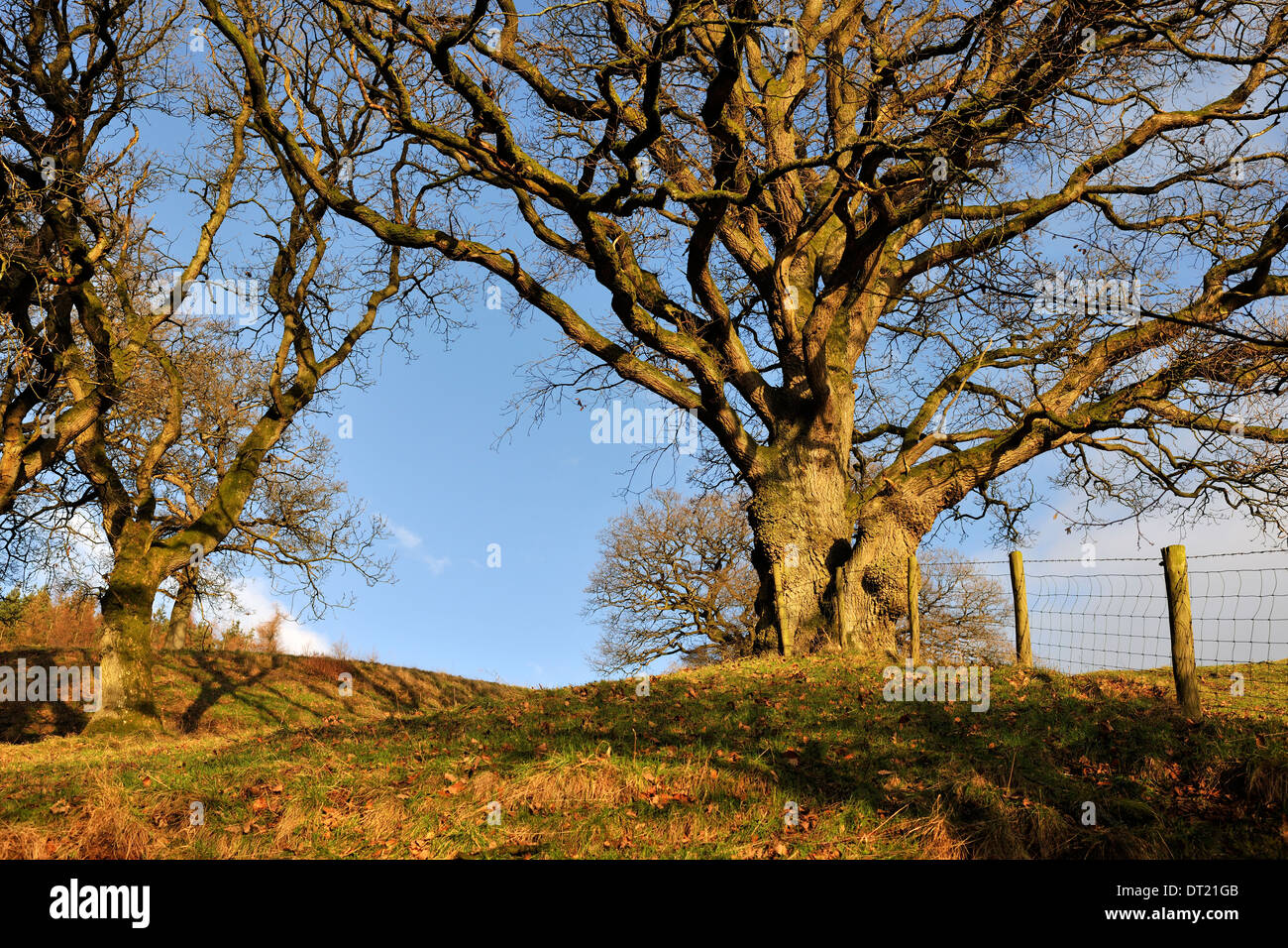 Soleil d'hiver sur les frênes matures, ont chuté, Newbiggin Cumbria, Angleterre Banque D'Images