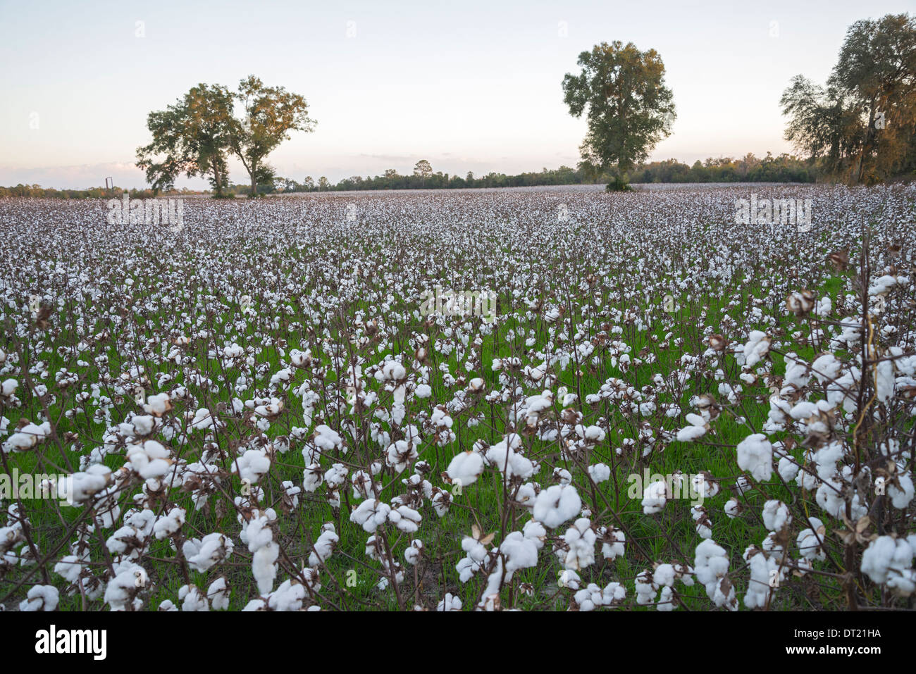 La culture du coton revient en Floride, comme ici dans le Nord de la Floride Ville de Fort Blanc. Banque D'Images