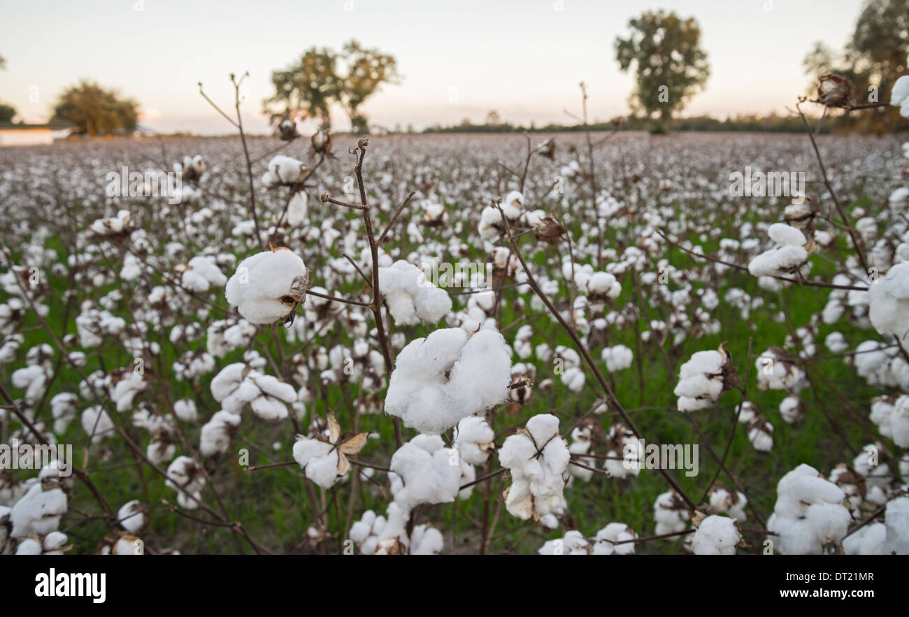 La culture du coton revient en Floride, comme ici dans le Nord de la Floride Ville de Fort Blanc. Banque D'Images