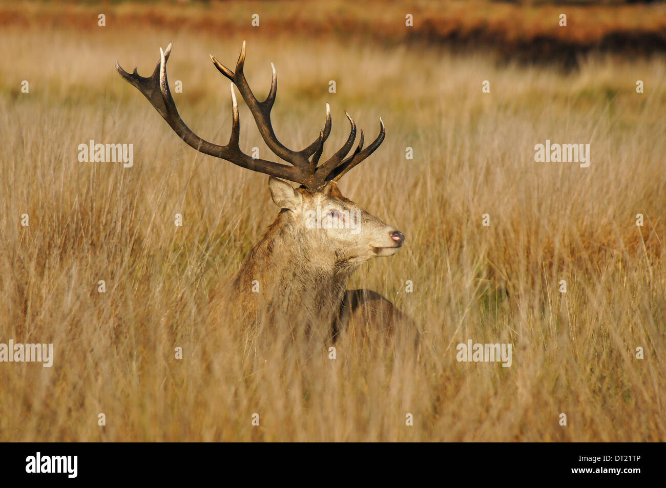 Red Deer (Cervus elaphus) stag portrait Banque D'Images