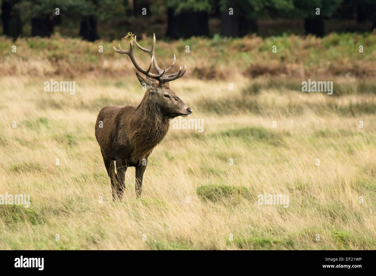Cerf rouge debout sur la prairie en forêt Banque D'Images
