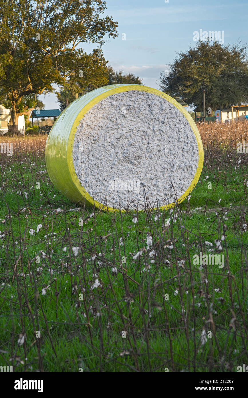 La culture du coton revient en Floride, comme ici dans le Nord de la Floride Ville de Fort Blanc. Banque D'Images
