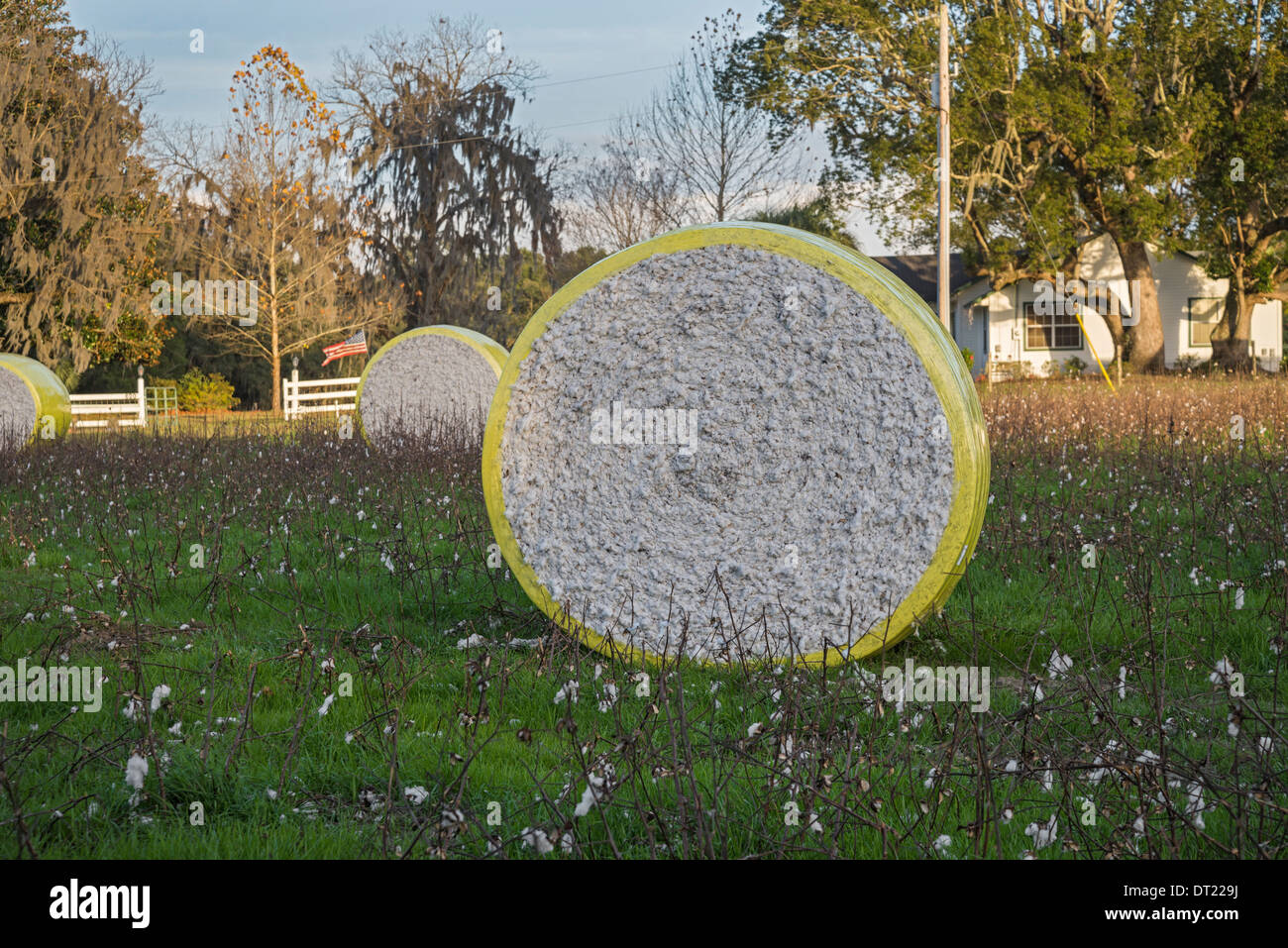 La culture du coton revient en Floride, comme ici dans le Nord de la Floride Ville de Fort Blanc. Banque D'Images