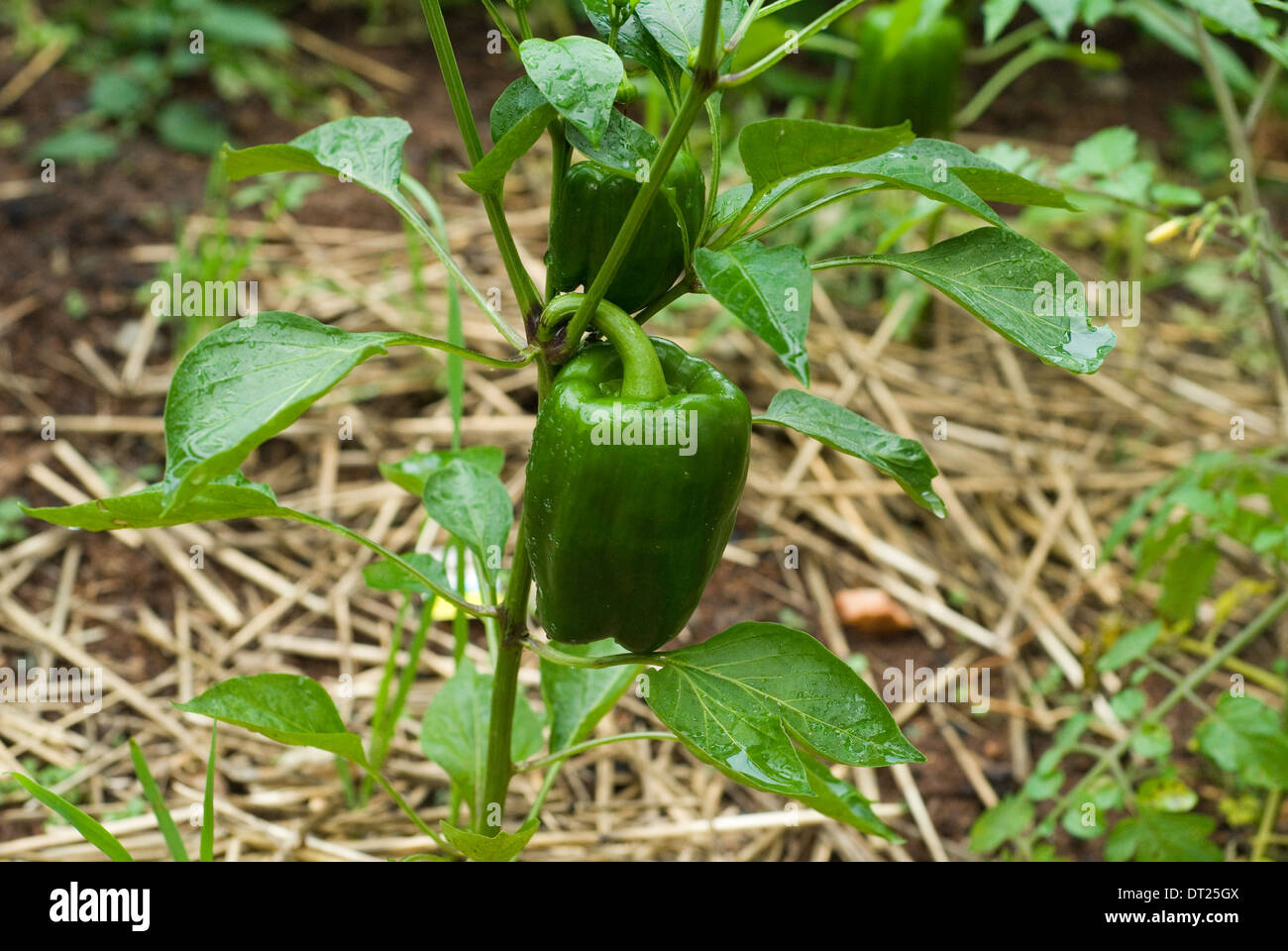 Des jardins de légumes avec des poivrons verts en pleine croissance. Banque D'Images