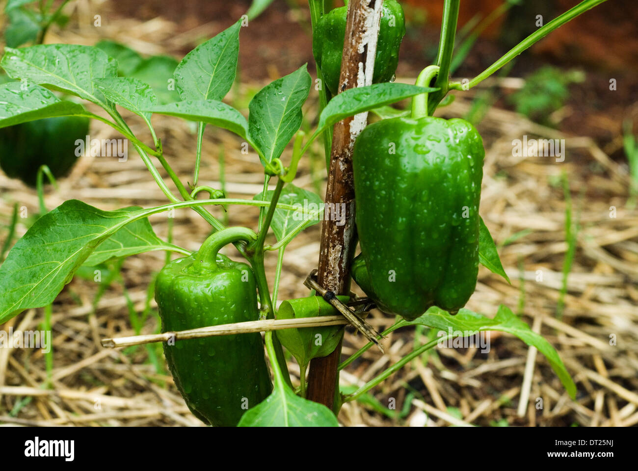 Jardin potager avec des poivrons verts doux croissant sur l'usine. Banque D'Images