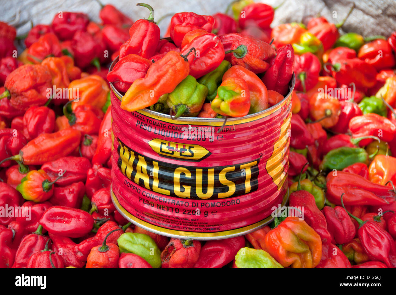 Piments rouges frais sur le marché, Serrekunda Serrekunda, Gambie, Afrique de l'Ouest Banque D'Images