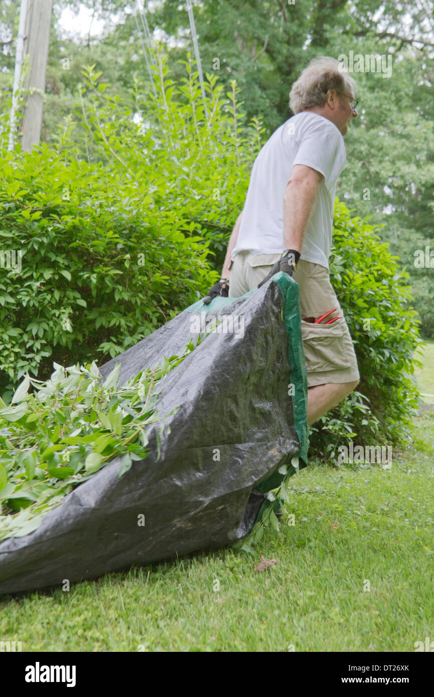 Un homme d'âge moyen à l'extérieur faisant des travaux extérieurs traîne une lourde toile pleine de bush et coupures de feuille d'arbre dans l'herbe en été Banque D'Images
