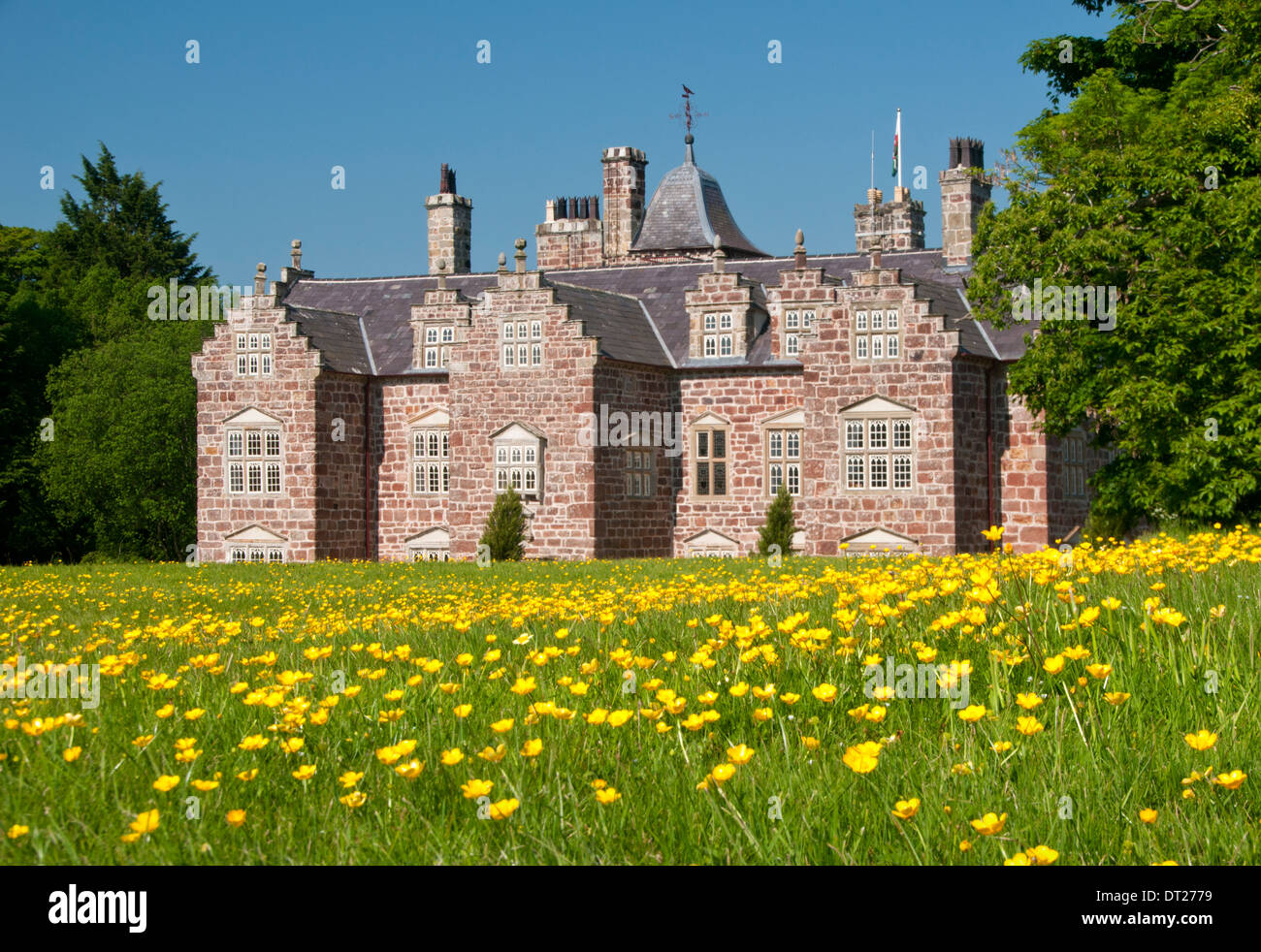 Terrain Buttercup devant le manoir, Plas Coch, Anglesey, au nord du Pays de Galles, Royaume-Uni Banque D'Images
