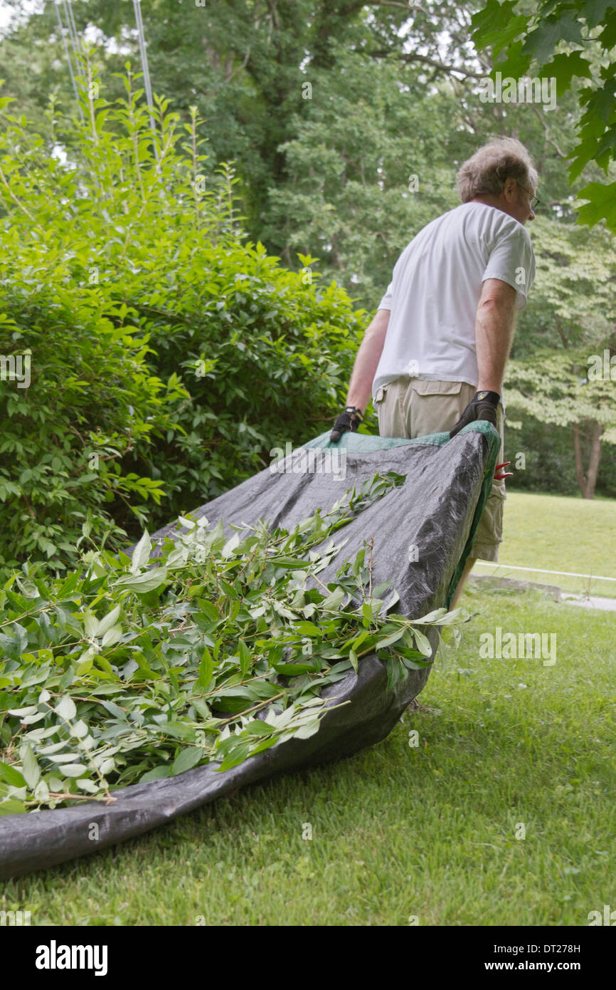 Un homme à l'extérieur faisant des travaux extérieurs traîne une lourde toile pleine de bush et coupures de feuille d'arbre dans l'herbe Banque D'Images