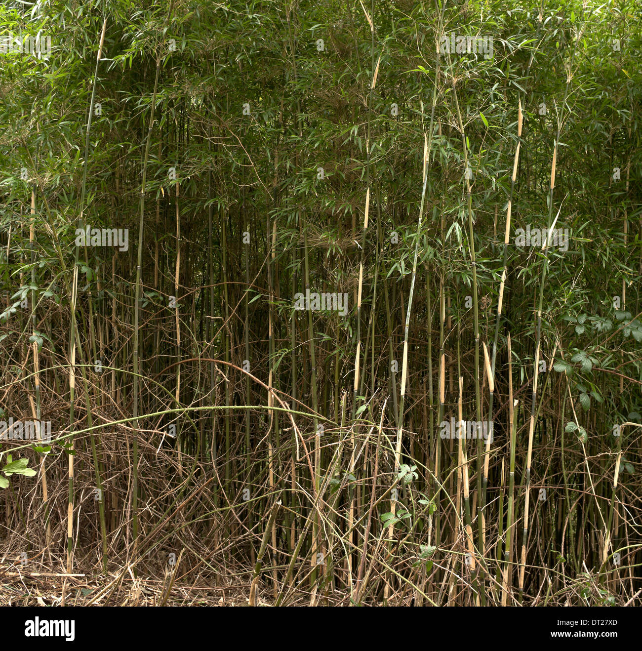 Le bambou une plante étrangère en Europe poussent à l'état sauvage dans une  forêt britannique Photo Stock - Alamy