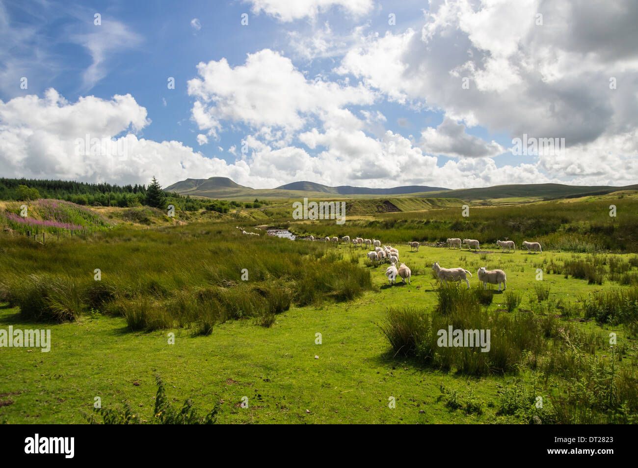 Vue sur la vallée dans la région des Black Mountains, Brecon Beacons, Bannau Brycheiniog National Park Wales Royaume-Uni Banque D'Images