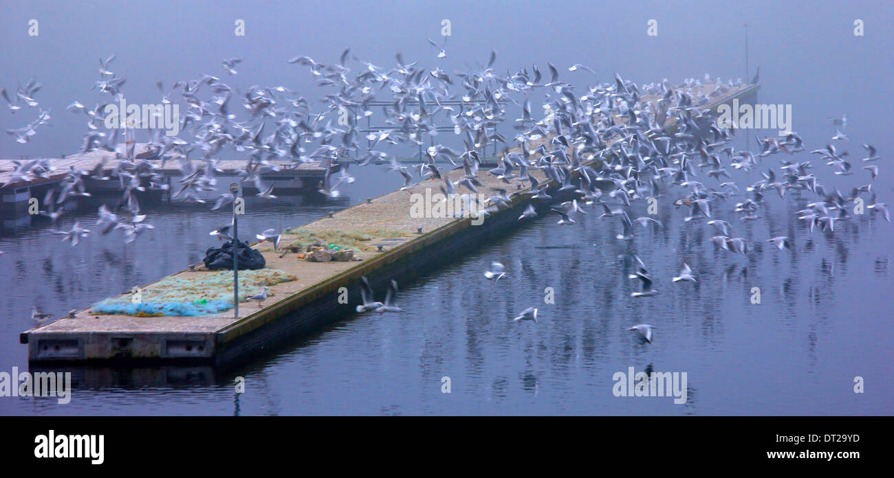 Mouettes au petit port du village, Megali Psarades étonnant avec ('grand') lac Prespa, Florina, Macédoine, Grèce. Banque D'Images