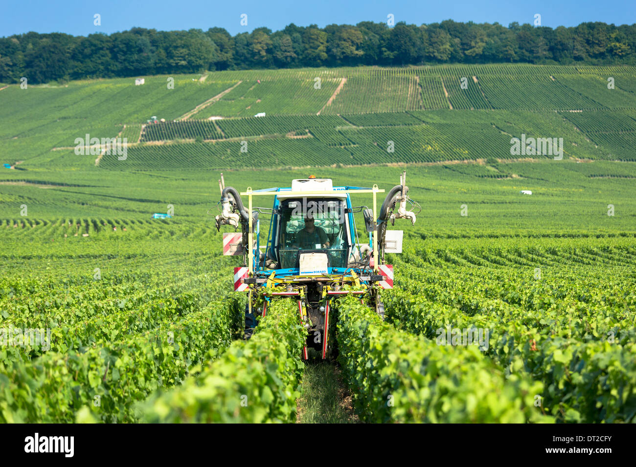Tracteur de vigne vigne coupe le long de la route touristique du Champagne à vertus, la vallée de la Marne, Champagne-Ardenne, France Banque D'Images