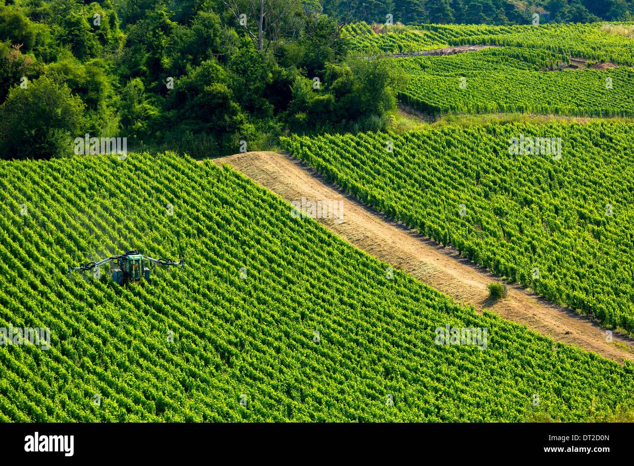 Tracteur de vigne vigne pulvérisation des cultures le long de la route touristique du Champagne dans la vallée de la Marne, Champagne-Ardenne, France Banque D'Images