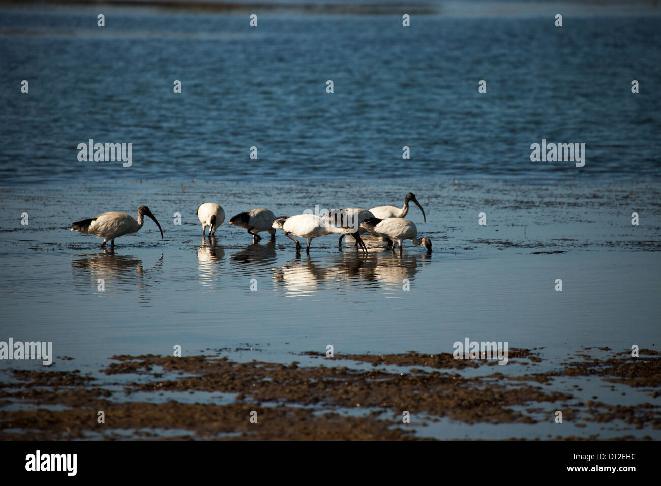 Australian Outback Banque D'Images