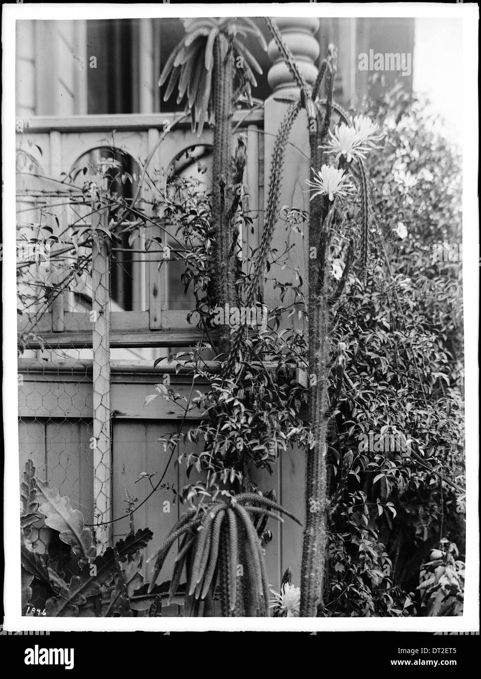 Photographie d'une plante cereus (cereus triangularis) à floraison nocturne sur Olive Street à Los Angeles, vers 1920. L'image capture la beauté frappante des fleurs de cactus qui fleurissent la nuit. Banque D'Images