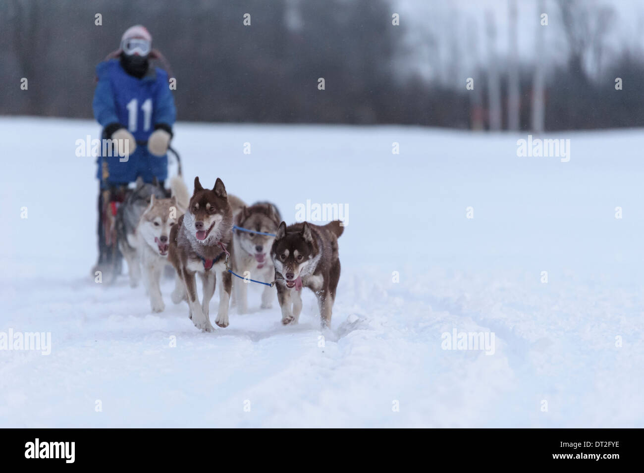 Course de traîneaux à chiens - Six Banque D'Images