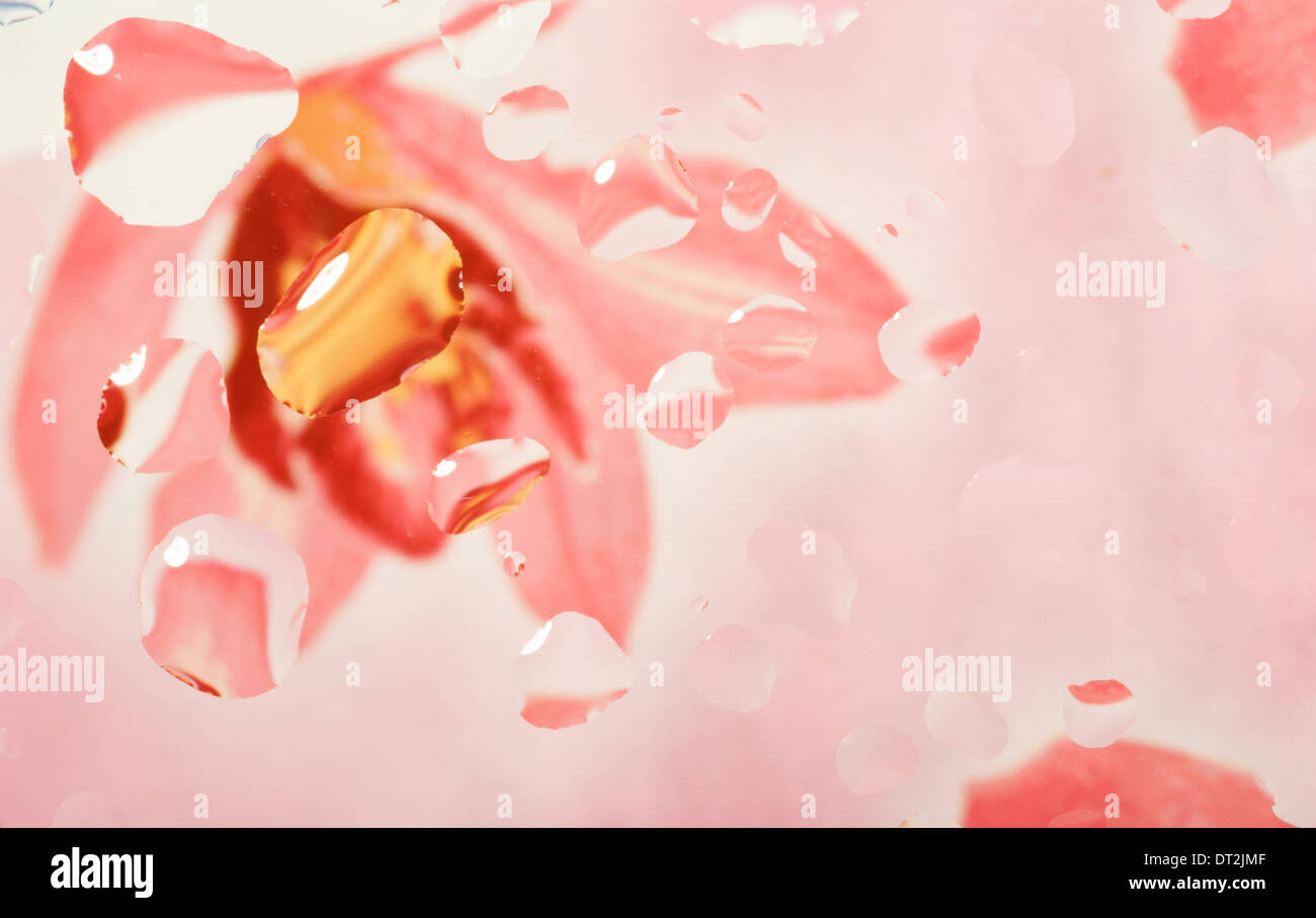 Résumé fond de couleur avec des gouttes d'eau sur verre avec fleur en arrière-plan Banque D'Images