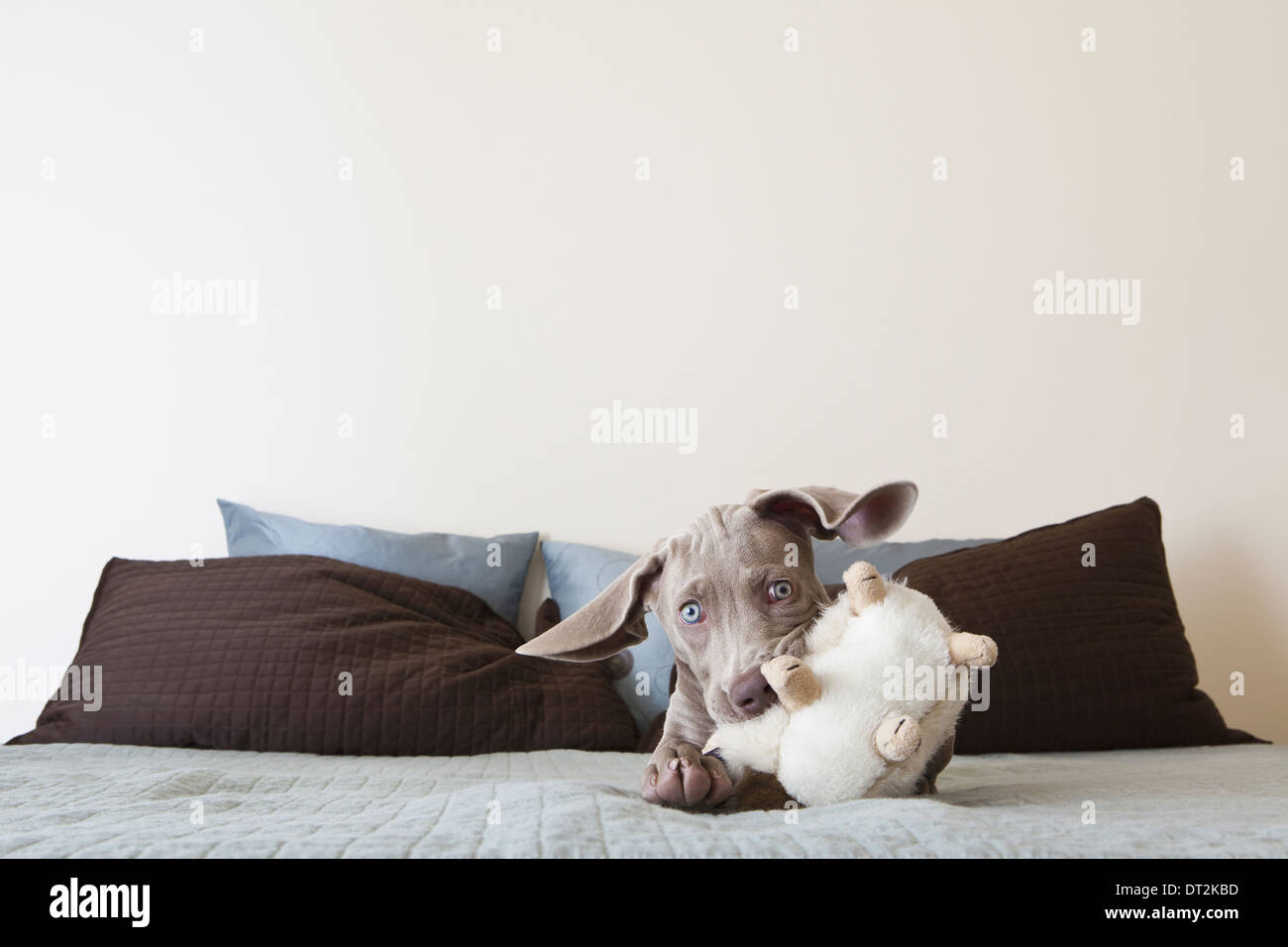 Un chiot braque de jouer sur un lit avec un jouet en peluche dans sa bouche Banque D'Images