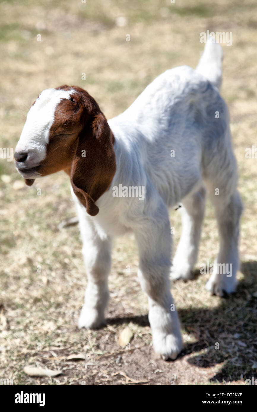 Boerkop Lamb comme animal de compagnie Banque D'Images