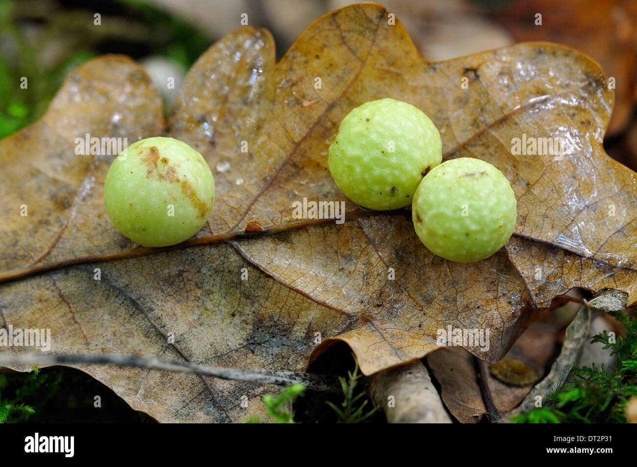 - Cynips quercusfolii Gall cerise sur le dessous de l'automne feuille d'Arbre de chêne Banque D'Images