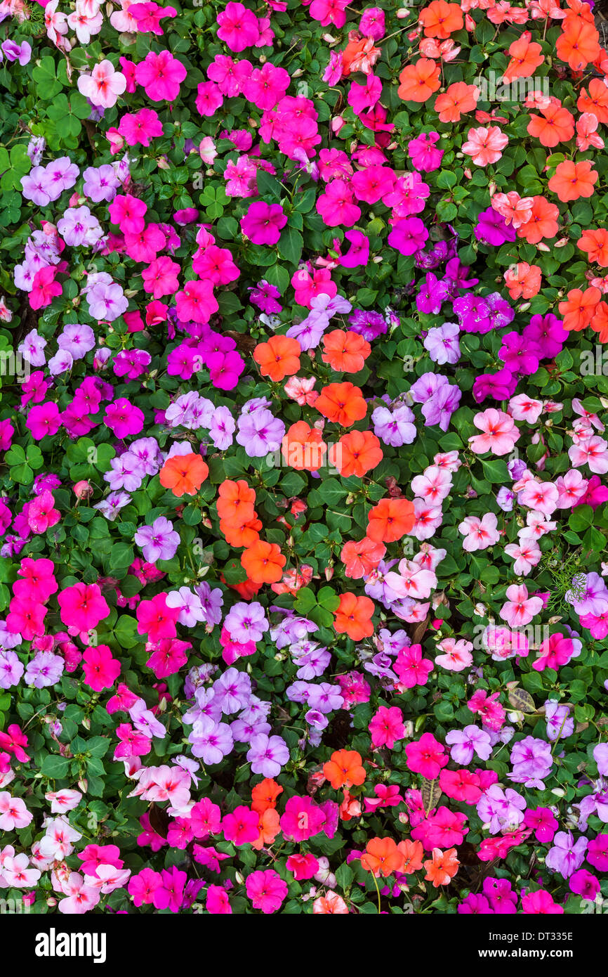 Imapiens multicolores en fleurs plantes abondamment dans un jardin de fleurs d'été. Banque D'Images