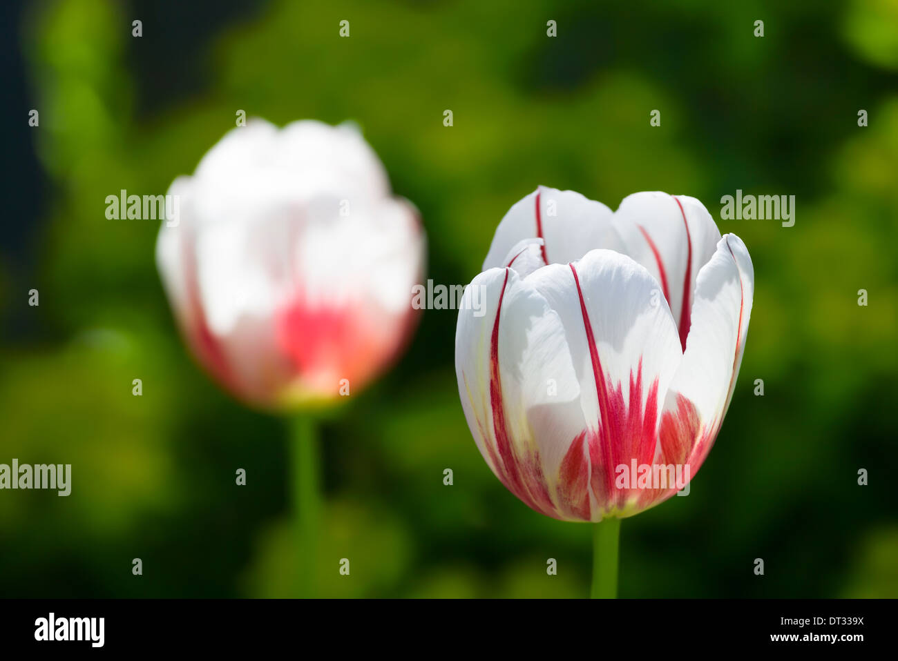 Tulipes panachées dans le jardin au printemps. Banque D'Images