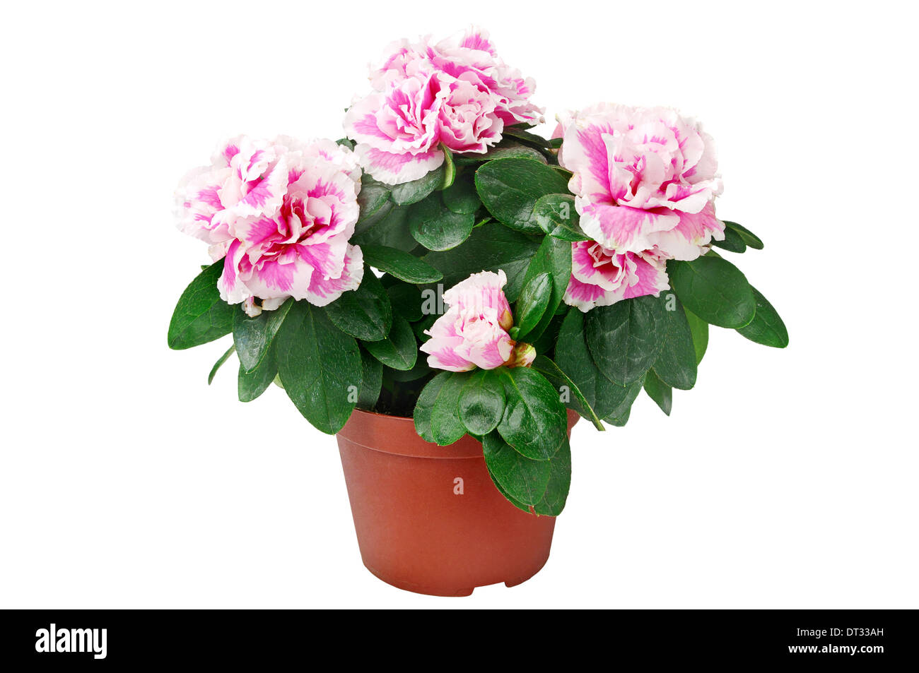 Dans le pot de fleurs d'azalées isolé sur fond blanc Banque D'Images Dans le pot de fleurs d'azalées isolé sur fond blanc Banque D'Images