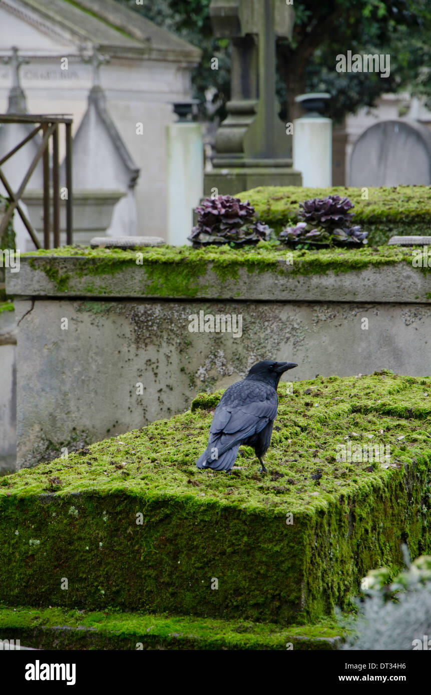 Corneille sur un tombeau au Père Lachaise, le plus grand cimetière de Paris, France. Banque D'Images Corneille sur un tombeau au Père Lachaise, le plus grand cimetière de Paris, France. Banque D'Images