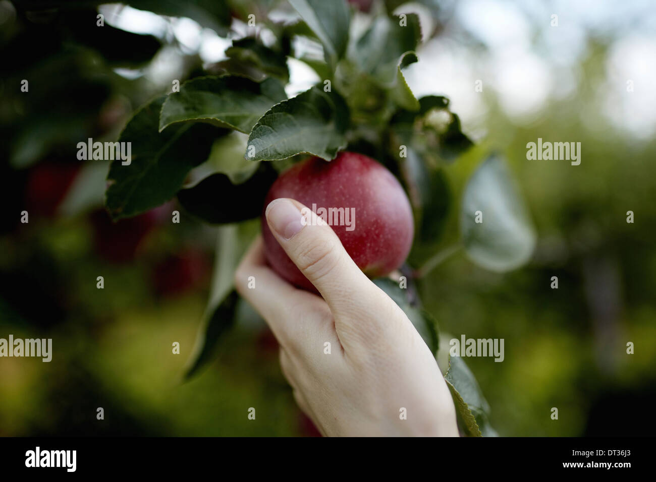 Une part d'atteindre le haut dans les branches d'un arbre fruitier choisir une pomme mûre rouge Banque D'Images
