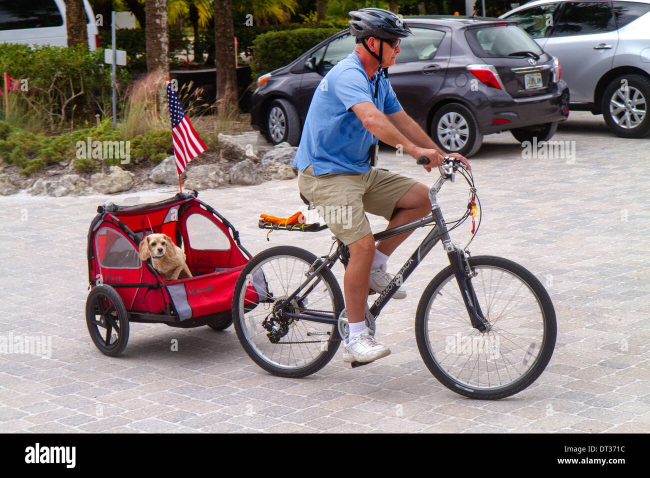 Florida Sanibel Barrier Island, adultes homme hommes, vélo, vélo, équitation, vélo, rider, chariot, chiens, animaux de compagnie, spaniel, équitation, remorquage, v Banque D'Images