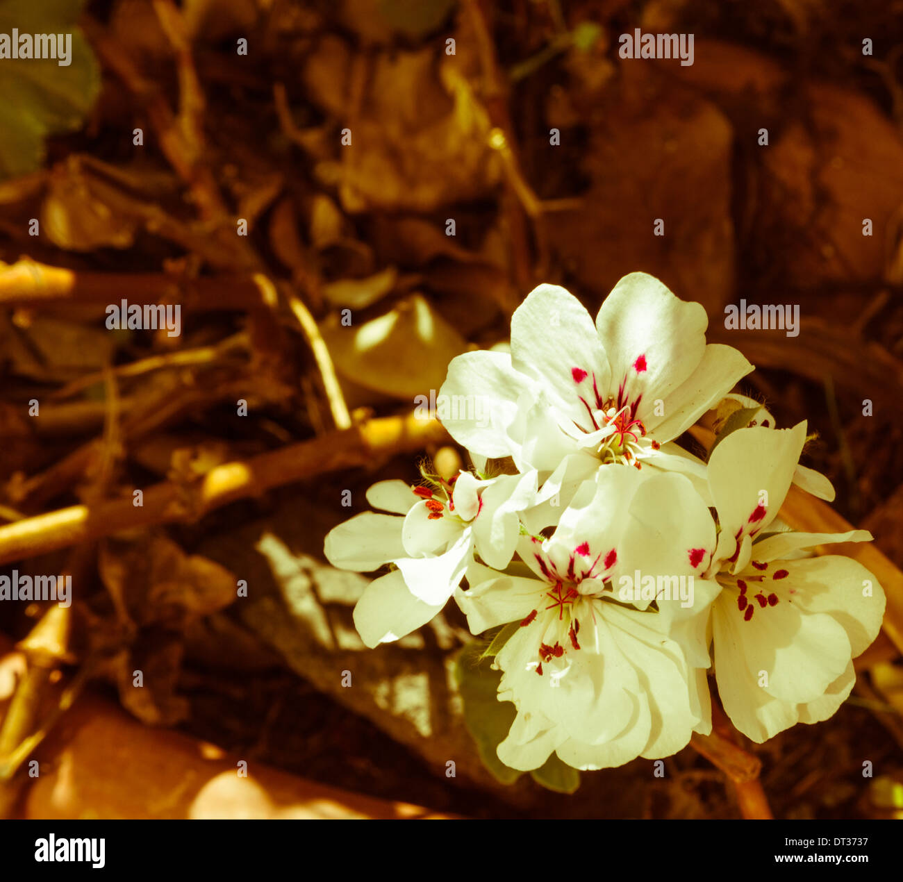 Blanc Macro fleurs sur fond flou artistique feuilles marron Banque D'Images