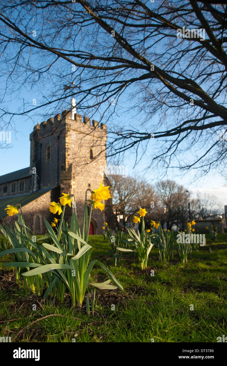 Un rare aperçu de printemps comme la météo a mis en évidence les jonquilles dans le centre de Brighton aujourd'hui à l'église St Nicholas Banque D'Images