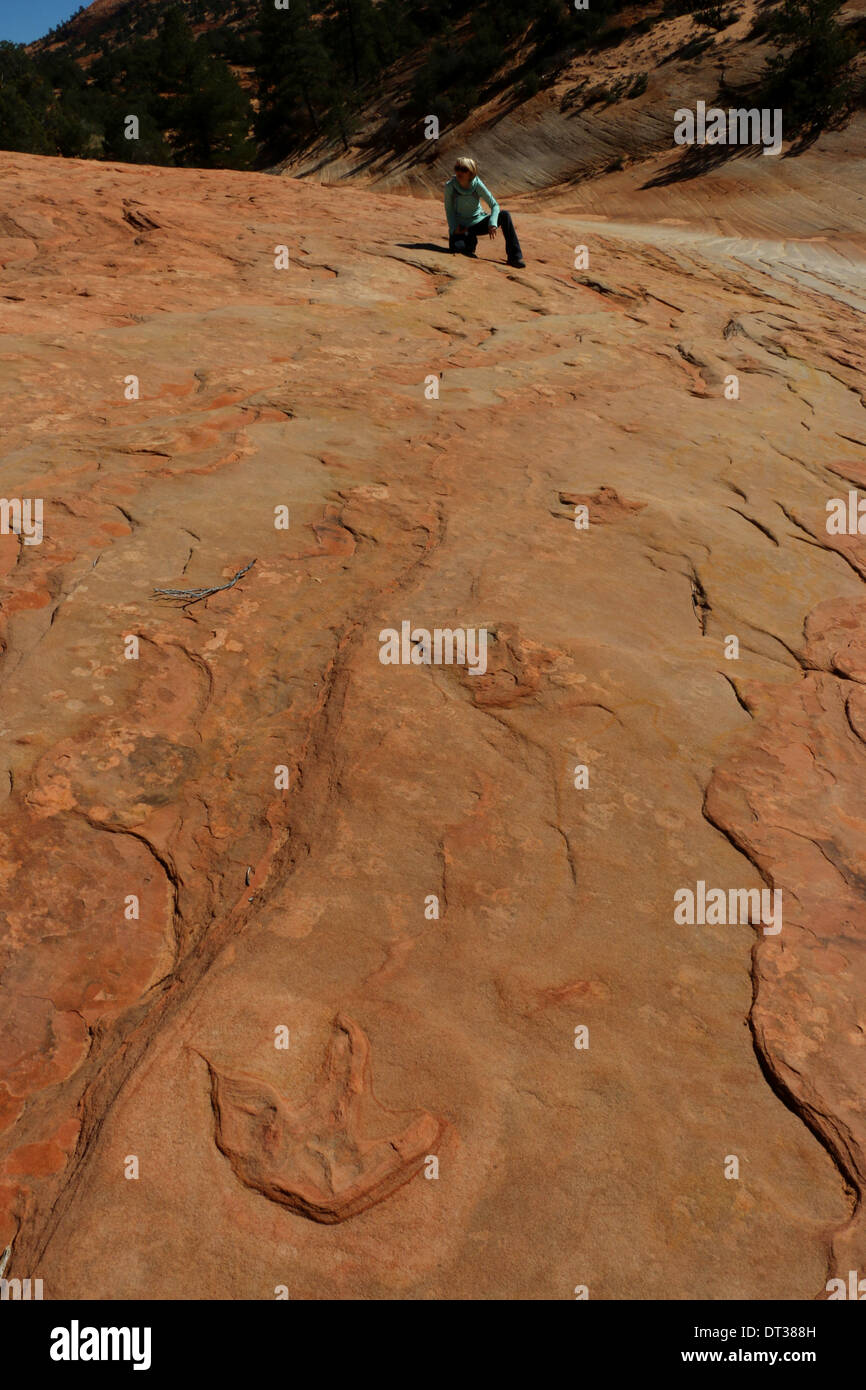 Empreinte de dinosaure fossile sur rocher de grès en couches, le sud de l'Utah Banque D'Images