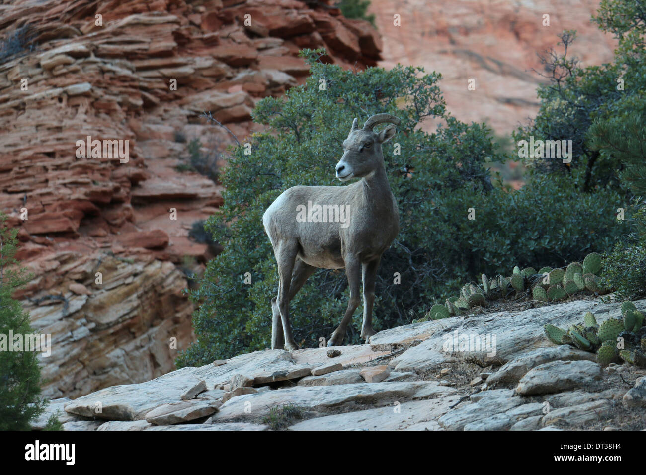 Désert mouflons dans Zion National Park Utah Banque D'Images