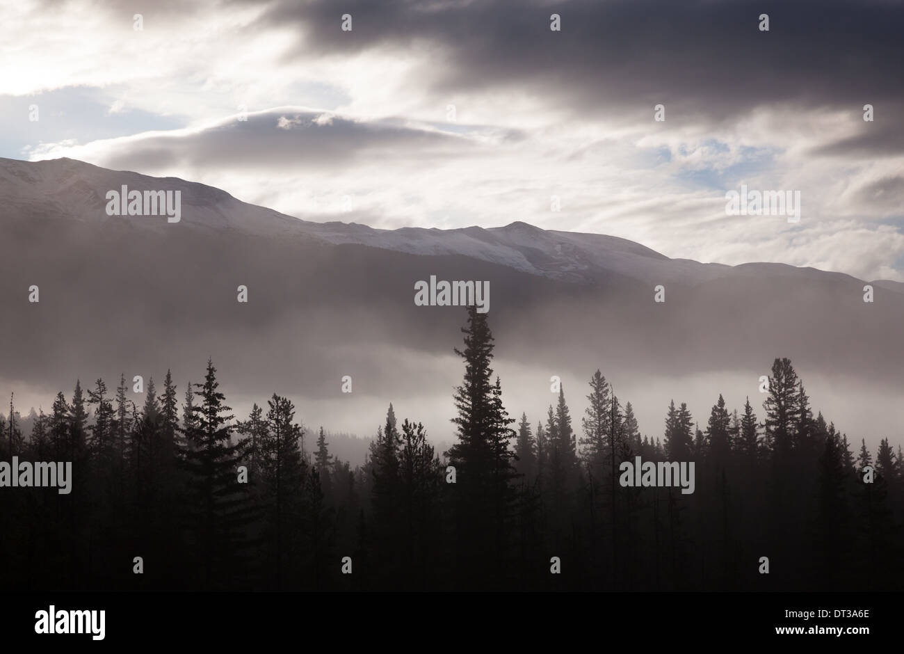 Conditions brumeuses sur le paysage et la forêt, Jasper National Park, Alberta, Canada Banque D'Images